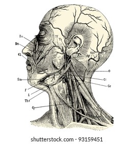 Human anatomy - vintage engraved illustration - "Manuel des hospitalière et des garde-malaldes"  edited by  Librairie Poussielgue - Paris 1907