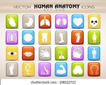 Human anatomy website icons set. EPS 10.