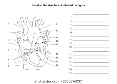 Human Anatomy Worksheet. Label all the structures indicated on figure. Heart and blood vessels.