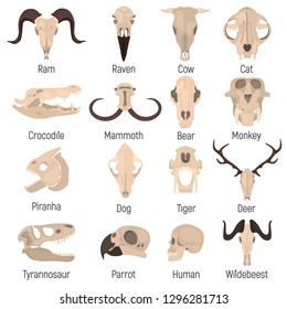 Human and animals skulls color vector icons set. Flat design