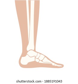 Human ankle icon for clinic. Normal foot joints and bones anatomy in leg silhouette. Skeleton x ray medical poster. Orthopedic or chiropractic treatment. Anatomical logo concept. vector illustration.