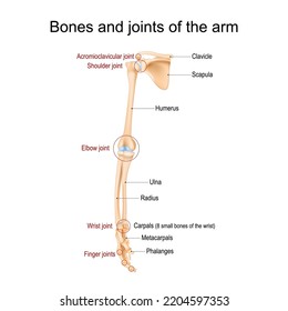 Anatomía de brazo humano. Huesos y articulaciones del brazo, antebrazo y mano. miembro superior de la vista frontal de Skeleton. Ilustración del vector