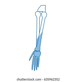 human arm bones hand medical parts design