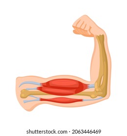 Human arm muscle. Biceps and triceps. Physiology. Vector illustration