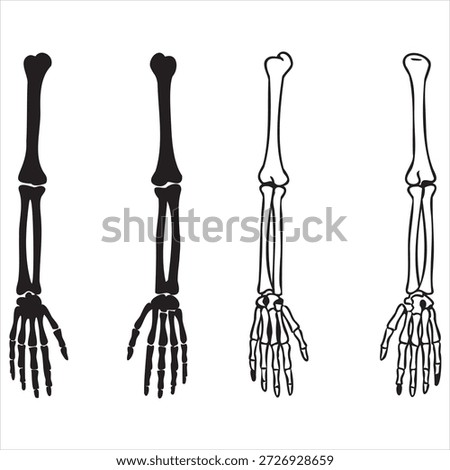 Human Arm Skeleton Bones Silhouette and Outline Comparison Keywords: arm, skeleton, bone, human