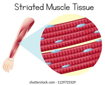 Human Arn Striated Muscle Tissue Illustration