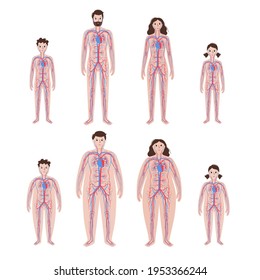 Human arterial and venous circulatory system in obese male and female body. Blood vessels diagram in overweight and normal silhouettes. child and adult anatomy. Infographic flat vector illustration.