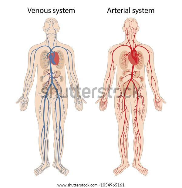 ヒト動脈静脈循環系 ベクターイラスト のベクター画像素材 ロイヤリティフリー