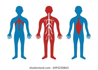 Human Artery Kollektion Set, Körperteile der isolierten menschlichen flachen Vektorillustration auf weißem Hintergrund