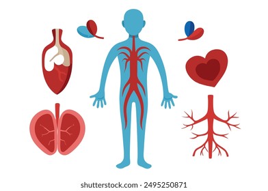 Human Artery collection set, body parts of human isolated flat  vector illustration on white background