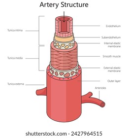 Diagrama de estructura de arteria humana dibujado a mano ilustración vectorial esquemática. Ilustración educativa de ciencias médicas