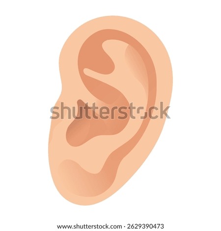 Human Auricle. Detailed Vector Illustration Showcasing the Structure and Features of the Human Auricle for Educational Purposes