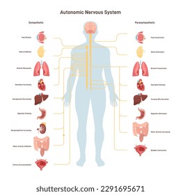 Sistema nervioso autónomo humano. Cadenas de neuronas simpáticas y parasimpáticas que regulan procesos fisiológicos involuntarios. Señal de la médula espinal a diferentes órganos. Ilustración vectorial plana