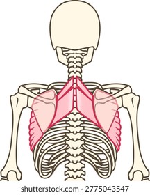 Human Back Anatomy: Rhomboid Major, Rhomboid Minor, and Latissimus Dorsi Muscles