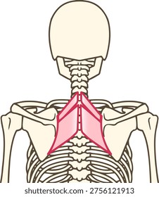 Human Back Muscle Anatomy: Isolated Rhomboid Minor and Rhomboid Major Muscles