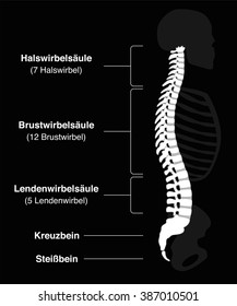 Human backbone with GERMAN names of the spine sections and numbers of the vertebras. Isolated vector illustration on black background.