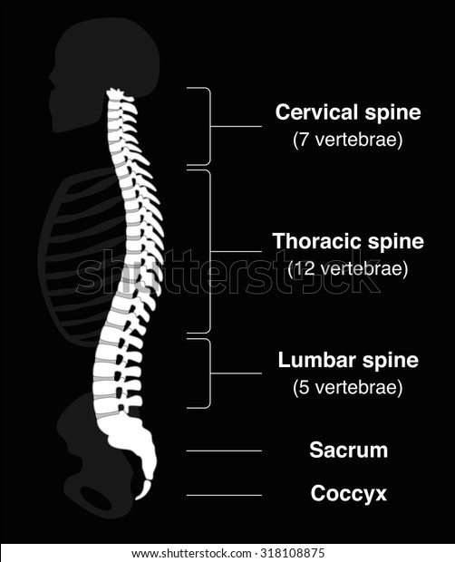 脊椎の部分の名前と脊椎の数を持つ人間のバックボーン 黒い背景に分離型ベクターイラスト のベクター画像素材 ロイヤリティフリー