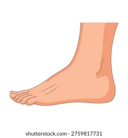 Human bare foot with toes and ankle on white background illustration of a left foot