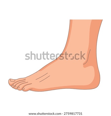 Human bare foot with toes and ankle on white background illustration of a left foot