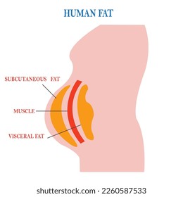 human belly and abdomen fat layer vector illustration on white background, subcutaneous and visceral fat around waistline. Location of visceral fat in abdominal cavity. Types of human obesity. 