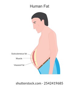human belly and abdomen fat layer vector illustration on white background, subcutaneous and visceral fat around waistline. Location of visceral fat in abdominal cavity. Types of human obesity. 