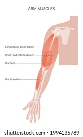 Human biceps, brachialis and brachioradialis muscle of arms. Muscular system anatomical poster. Hand bones and joints anatomy. Medical flat vector illustration for clinic or hospital. X ray image