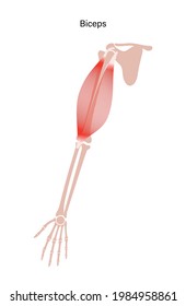 Human biceps, muscular system concept. Humerus, radius, ulna and scapula bone anatomical poster. Hand bones and joints anatomy. Medical flat vector illustration for clinic, or education. X ray image.
