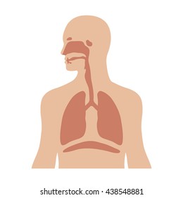 Human biological respiratory / respiration system flat vector color icon for medical apps and websites