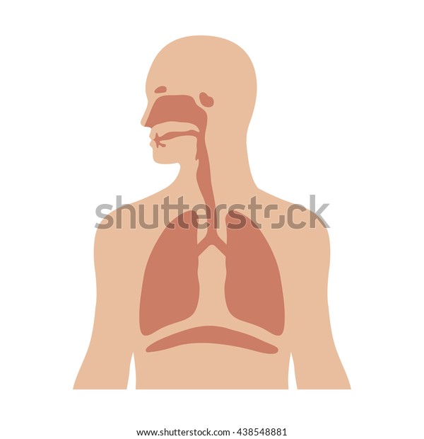 Human biological\
respiratory / respiration system flat vector color icon for medical\
apps and websites