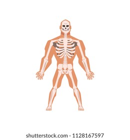 Human biological skeletal system, anatomy of human body vector Illustration on a white background