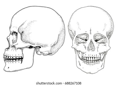 Human biology, anatomy illustration. engraved hand drawn in old sketch and vintage style. skull or skeleton silhouette. Bones of the body. side and front view or face and profile.