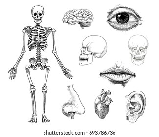 Human biology, anatomy illustration. engraved hand drawn in old sketch and vintage style. skull or skeleton silhouette. Bones of the body. lips and ear with nose. brain and heart.
