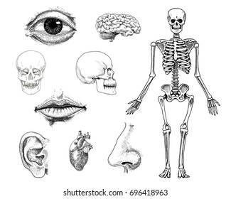 Human biology, anatomy illustration. engraved hand drawn in old sketch and vintage style. skull or skeleton silhouette. Bones of the body. lips and ear with nose. brain and heart.