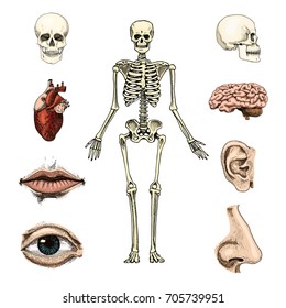 Human biology, anatomy illustration. engraved hand drawn in old sketch and vintage style. skull or skeleton silhouette. Bones of the body. lips and ear with nose. brain and heart.