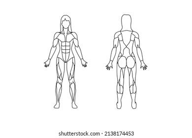 Human biology : muscles of human 