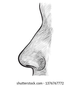 Human biology, organ anatomy illustration. engraved hand drawn in old sketch and vintage style. face detailed nose.