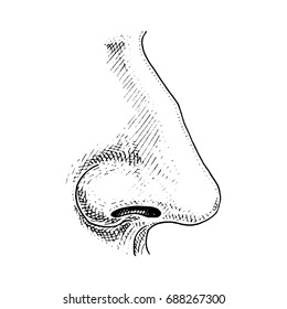 Human biology, organ anatomy illustration. engraved hand drawn in old sketch and vintage style. face detailed nose.