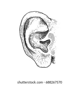 Human biology, organ anatomy illustration. engraved hand drawn in old sketch and vintage style. face detailed ear.