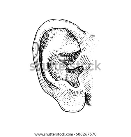 Human biology, organ anatomy illustration. engraved hand drawn in old sketch and vintage style. face detailed ear.