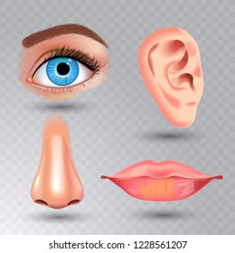 Human biology, organs anatomy illustration. realistic style. face detailed kiss or lips and ear, eye or view, look with nose.