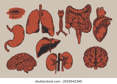 Human biology  organs