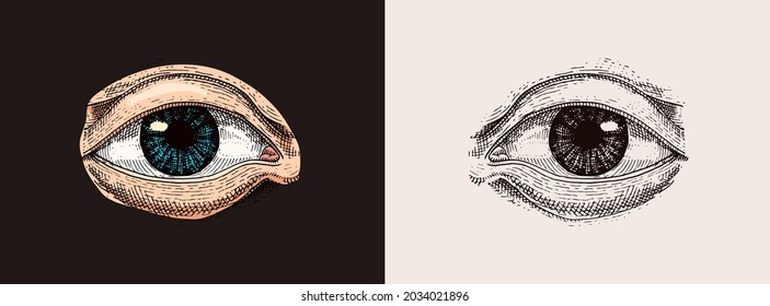 Human Biology, Organs Anatomy Illustration. Engraved Hand Drawn In Old Sketch And Vintage Style. Face Detailed Eye Or View Or Look.