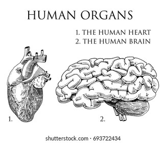 Human Biology, Organs Anatomy Illustration. Engraved Hand Drawn In Old Sketch And Vintage Style. Body Detailed Brain Or Pericranium And Heart Or Soul.