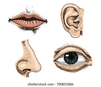 Human biology, organs anatomy illustration. engraved hand drawn in old sketch and vintage style. face detailed kiss or lips and ear, eye or view, look with nose.