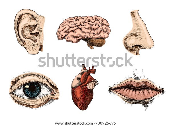 人間の生物学 臓器解剖図 古いスケッチとビンテージスタイルで描かれた彫刻された手顔は 唇 耳 目 目 見た目は 細かく 鼻で見る のベクター画像素材 ロイヤリティフリー