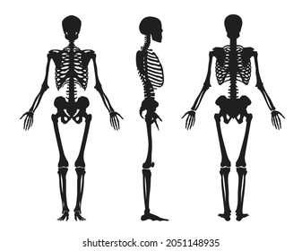 Silueta negra humana de esqueleto. Parte superior con jaula de costillas de cráneo y brazos girados en perfil desde las piernas delanteras y laterales con articulaciones de cadera y brazos vectoriales.