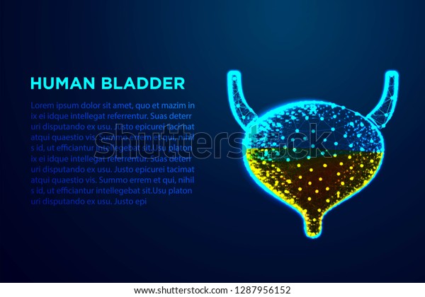 Human Bladder Human Anatomy Abstract Low Stock Vector (Royalty Free ...