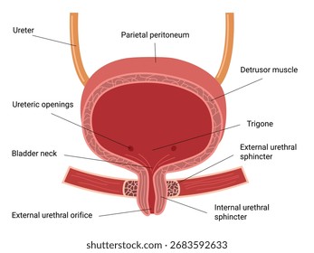 Anatomía de la vejiga humana. Vejiga urinaria femenina. Vector ilustración médica  
