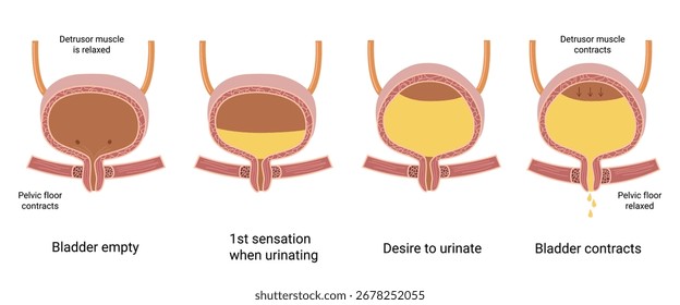 Human Bladder Anatomy. How The Bladder Works. Empty and full urinary bladder. The bladder muscles contract while the sphincter relaxes. Medical illustration
