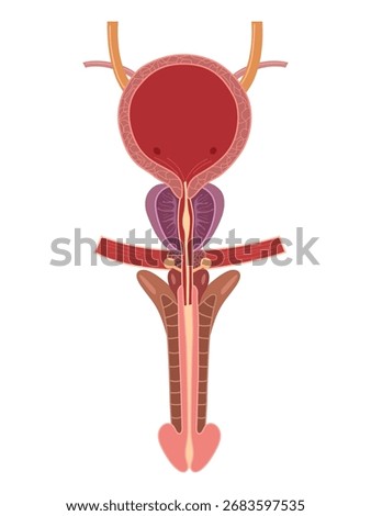 Human Bladder Anatomy. Male urinary Bladder. Vector medical illustration  

